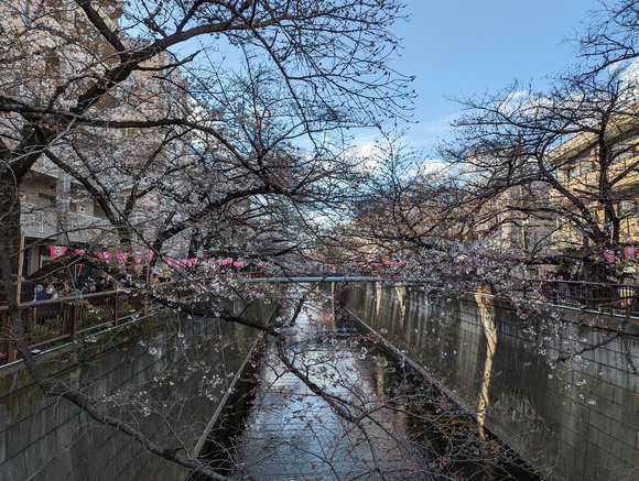 Meguro River Cherry Blossoms Promenade Tokyo, Japan 23-3L-_5099