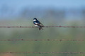 Tree Swallow Custer State Park Wildlife Loop 23-6-00495