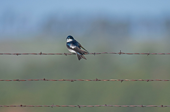 Tree Swallow Custer State Park Wildlife Loop 23-6-00495