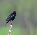 Red-winged Blackbird Gilbert Creek Wildlife Area 23-6-00022