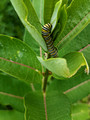 Monarch Caterpillar Canadian Hill Farm 23-6P-_0496
