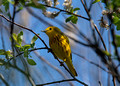 Yellow Warbler Hoffman Hills State Recreation Area 23-6-00024