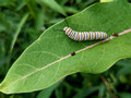 Monarch Caterpillar Canadian Hill Farm 23-6P-_0497