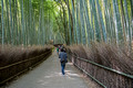 Bamboo Grove Arashiyama Japan Arashiyama Japan 15-9-_0837