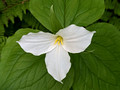 Large-flowered TrilliumPerrot State Park 23-5P-_0155
