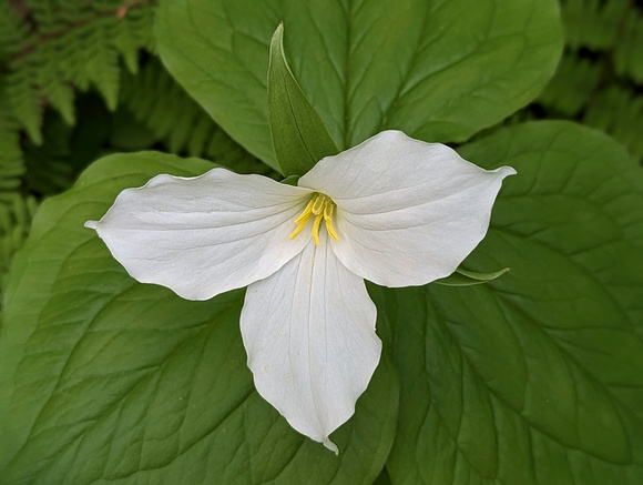 Large-flowered TrilliumPerrot State Park 23-5P-_0155