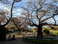 Chidorigafuchi Park Tokyo, Japan 23-3L-_5110