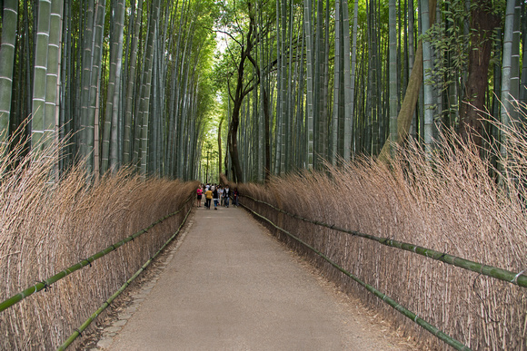Bamboo Grove Arashiyama Japan Arashiyama Japan 15-9-_0875