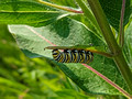 Monarch Caterpillar Canadian Hill Farm 23-6P-_0487