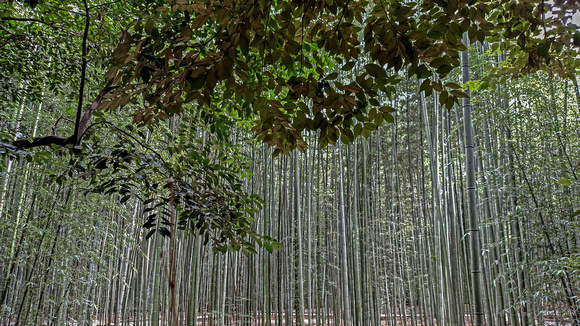 Bamboo Grove Arashiyama Japan Arashiyama Japan 15-9-_2387