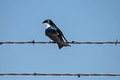Tree Swallow Custer State Park Wildlife Loop 23-6-00531
