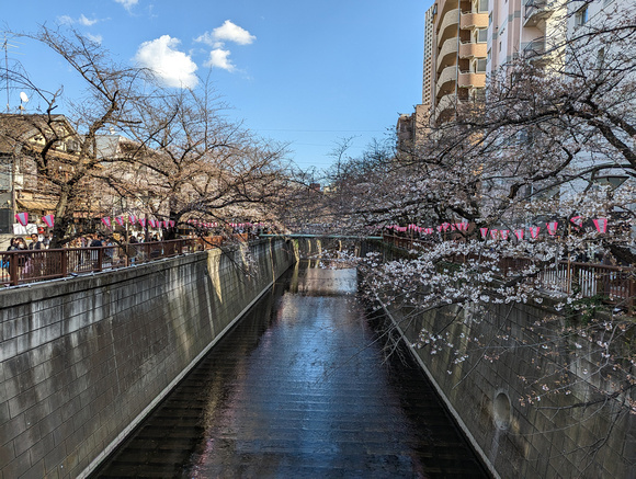 Meguro River Cherry Blossoms Promenade Tokyo, Japan 23-3L-_5100