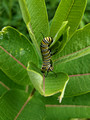 Monarch Caterpillar Canadian Hill Farm 23-6P-_0494