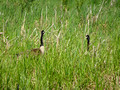 Canada Geese Red Cedar State Trail 23-5P-_0590