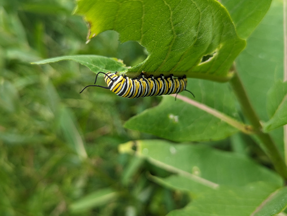 Monarch Caterpillar Canadian Hill Farm 23-6P-_0495