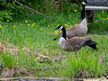Canada Geese Hoffman Hills Recreation Area 23-5-00593