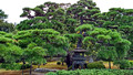 Nijo Castle Kyoto, Japan 15-9-_2433