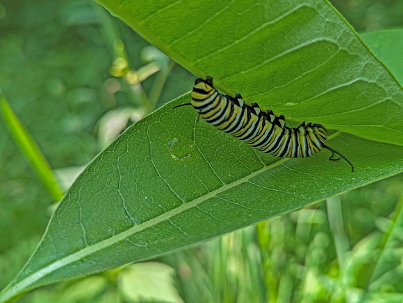 Monarch Caterpillar Canadian Hill Farm 23-6P-_0482