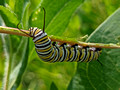 Monarch Caterpillar Canadian Hill Farm 23-6P-_0485