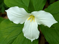 Large-flowered TrilliumPerrot State Park 23-5P-_0152