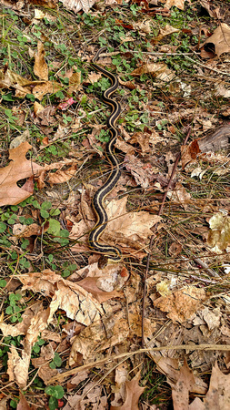 Snake Perrot State Park 15-11-_6677