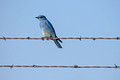 Mountain Bluebird Custer State Park Wildlife Loop 23-6-00539