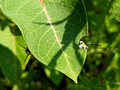 Monarch Caterpillar Canadian Hill Farm 23-6P-_0489