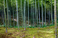 Sogenchi Garden at Tenryuji Temple Arashiyama Japan 15-9-_0835