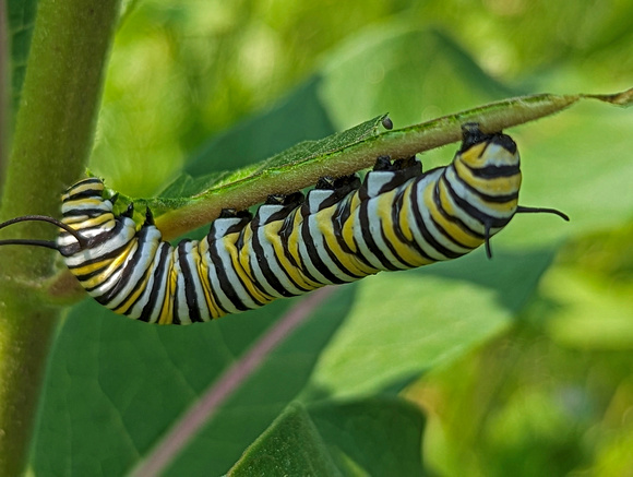 Monarch Caterpillar Canadian Hill Farm 23-6P-_0484