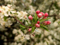 Apple Blossom Hoffman Hills Recreation Area 23-5P-_0406