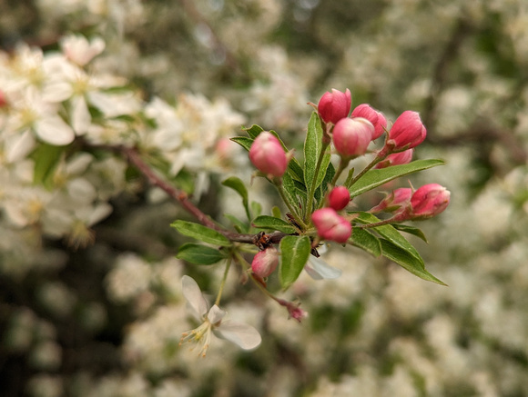 Apple Blossom Hoffman Hills Recreation Area 23-5P-_0406