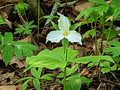 Large-flowered TrilliumPerrot State Park 23-5P-_0149