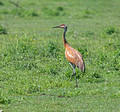 Sandhill Crane Gilbert Creek Wildlife Area 3-6-00111