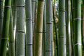Sogenchi Garden at Tenryuji Temple Arashiyama Japan 15-9-_0770