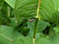 Monarch Caterpillar Canadian Hill Farm 23-6P-_0493