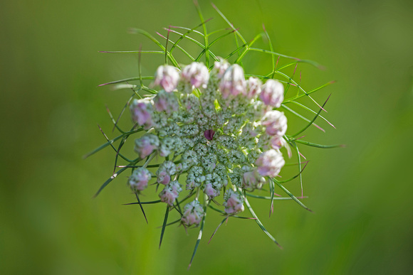 Queen Anne's Lace 16-7-_1597