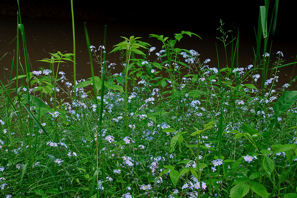 Forget-me-nots 11-6-_2856