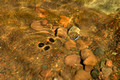 Waterbug Shadows Caribou River Minnesota 16-5-_4126