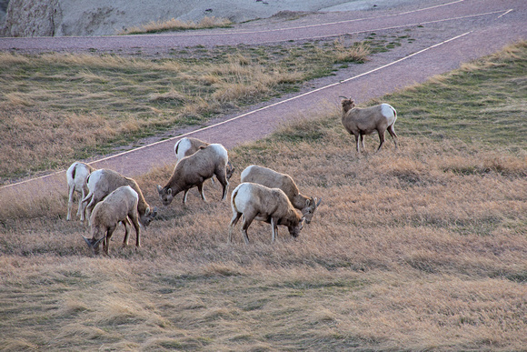 Bighorn Sheep 16-3-_5707