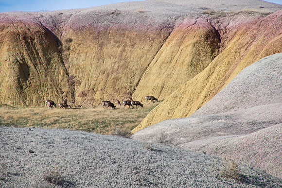 Mule Deer Badlands National Park 16-3-_5628