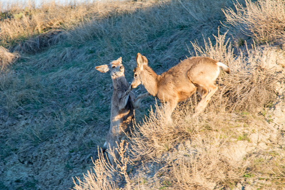 Mule Deer Badlands National Park 16-3-_4630
