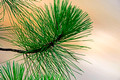 Pine Needles Amnicon Falls State Park 16-7-_4132