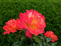 Duluth Rose Garden 23-7P-_0112