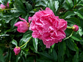 Peony Duluth Rose Garden 23-7P-_0090