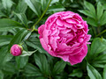 Peony Duluth Rose Garden 23-7P-_0091