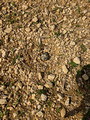 Meadowlark Nest Gilbert Creek Wildlife Area 23-6P-_0479