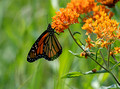Monarch Butterfly Hoffman Hills Recreation Area 23-7-01697