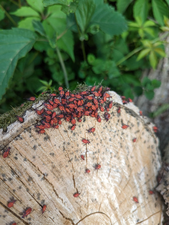 Boxelder bugs Red Cedar State Trail 23-6P-_0480