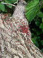 Boxelder bugs Red Cedar State Trail 23-6P-_0481