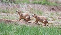 Prairie Dogs Wind Cave National Park 23-6-00333